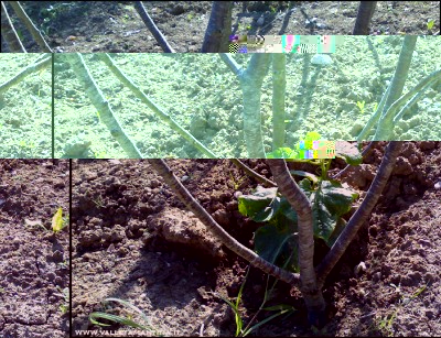 26052016cetriolo.jpg (390.42 KiB) Osservato 654 volte 26052016cetriolo.jpg