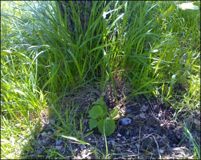 28052016zucchette.jpg (356.43 KiB) Osservato 653 volte 28052016zucchette.jpg