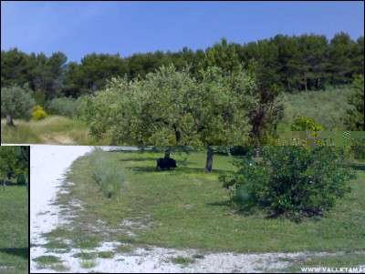 27052016loro.jpg (230.19 KiB) Osservato 653 volte 27052016loro.jpg