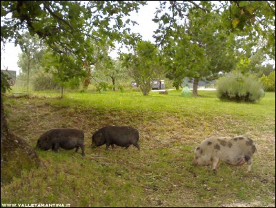 29052016loro2.jpg (288.26 KiB) Osservato 653 volte 29052016loro2.jpg