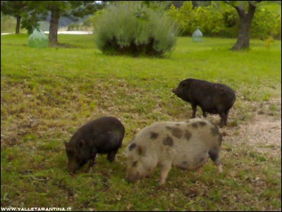 29052016loro3.jpg (188.67 KiB) Osservato 653 volte 29052016loro3.jpg