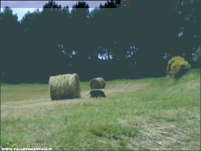 29052016loro.jpg (114.25 KiB) Osservato 653 volte 29052016loro.jpg