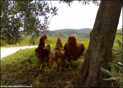 28052016galline.jpg (163.35 KiB) Osservato 653 volte 28052016galline.jpg