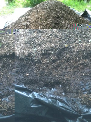 Cippato di due anni / image.jpeg image.jpeg