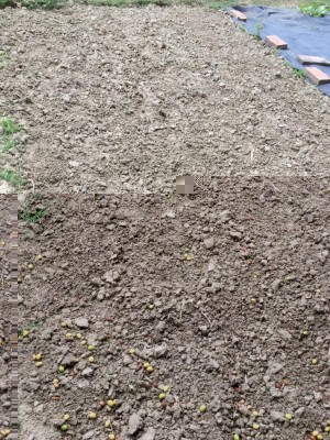 Prima / image.jpeg image.jpeg