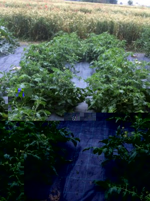 Pomodoro da salsa / image.jpeg image.jpeg