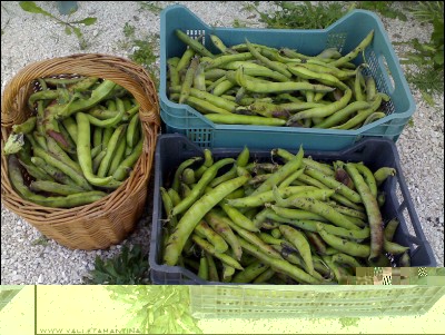 27052016fave.jpg (301.76 KiB) Osservato 633 volte 27052016fave.jpg