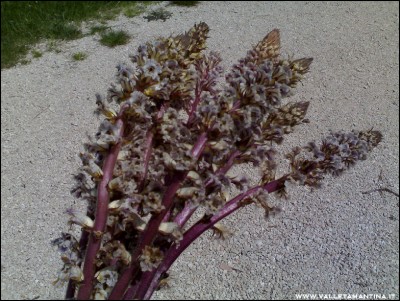 27052016fiore-orto.jpg (294.1 KiB) Osservato 633 volte 27052016fiore-orto.jpg