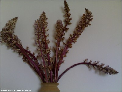 28052016fiori-orto.jpg (129.62 KiB) Osservato 633 volte 28052016fiori-orto.jpg