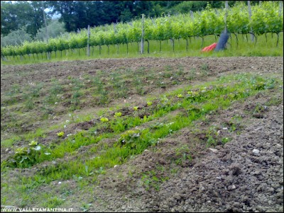 29052016secondo-orto.jpg (349.08 KiB) Osservato 628 volte 29052016secondo-orto.jpg