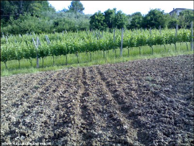 28052016secondo-orto-borlotti.jpg (394.22 KiB) Osservato 628 volte 28052016secondo-orto-borlotti.jpg