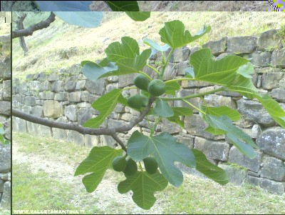 01062016fichi.jpg (300.14 KiB) Osservato 628 volte 01062016fichi.jpg