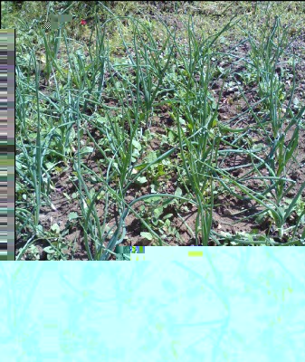 31052016cipolle-tropea.jpg (395.98 KiB) Osservato 628 volte 31052016cipolle-tropea.jpg