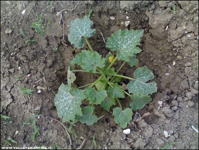 29052016zucchine.jpg (327.95 KiB) Osservato 628 volte 29052016zucchine.jpg
