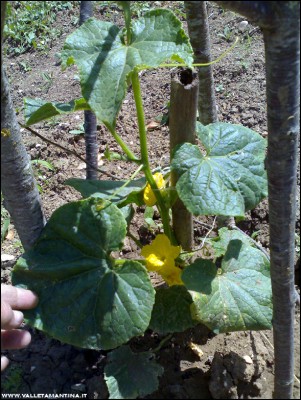 31052016cetrioli.jpg (314.5 KiB) Osservato 628 volte 31052016cetrioli.jpg