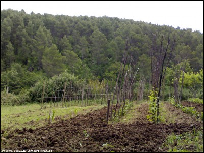 31052016orto.jpg (287.8 KiB) Osservato 628 volte 31052016orto.jpg