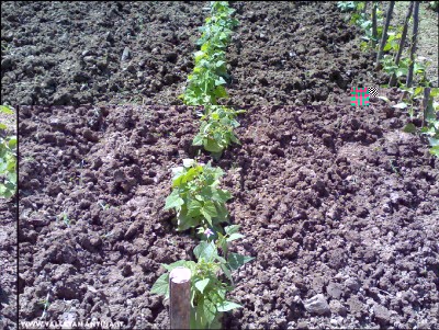 31052016borlotti.jpg (392.59 KiB) Osservato 628 volte 31052016borlotti.jpg