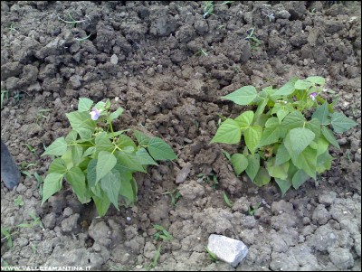 31052016borlotti-fiori.jpg (317.66 KiB) Osservato 628 volte 31052016borlotti-fiori.jpg