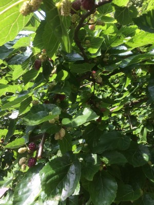 image.jpeg (137.3 KiB) Osservato 534 volte image.jpeg