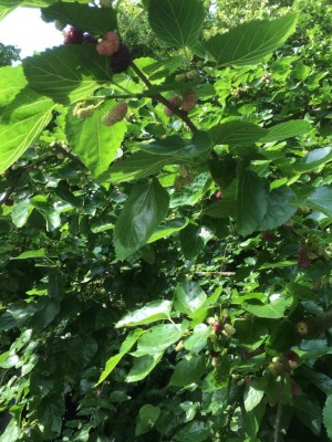 image.jpeg (154.23 KiB) Osservato 534 volte image.jpeg