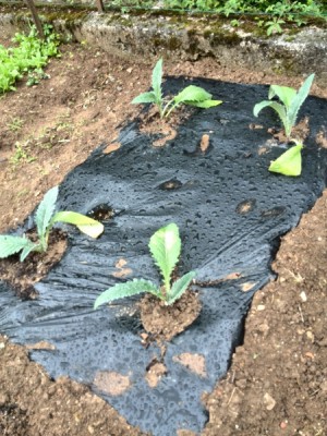 i 4 cardi messi nel mater-bi per le troppe erbacce / cardo 1_1.jpg cardo 1_1.jpg