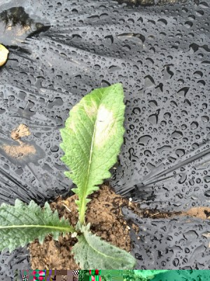 foglia incriminata / cardo 2_1.jpg cardo 2_1.jpg