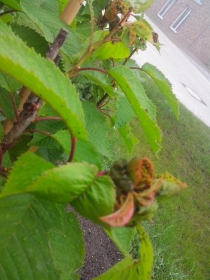 afidi nel ciliegio / 04.06.2016 004.jpg 04.06.2016 004.jpg