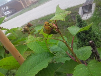 04.06.2016 005.jpg (82.16 KiB) Osservato 572 volte 04.06.2016 005.jpg