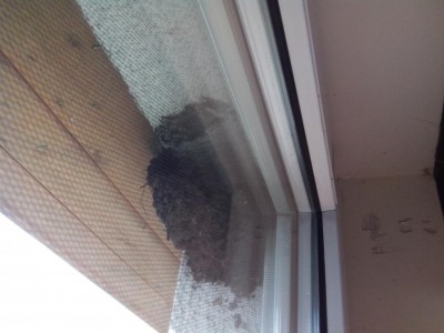 nido di rondini ormai al termine / 04.06.2016 010.jpg 04.06.2016 010.jpg