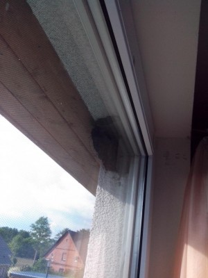 vista del nido da sdraiata nel letto / 04.06.2016 009.jpg 04.06.2016 009.jpg