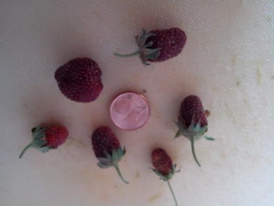 fragoline 2016 / 123123123 015.jpg 123123123 015.jpg