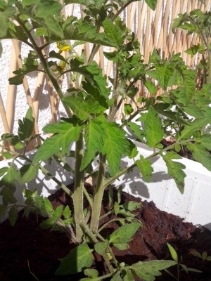 Pomodoro 2016 / pomodoro 001.jpg pomodoro 001.jpg