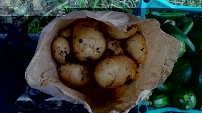 patate1.jpg