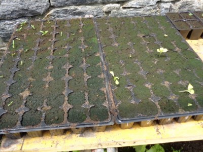 053 (640x480).jpg (265.34 KiB) Osservato 631 volte 053 (640x480).jpg