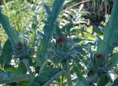 115.JPG (186.22 KiB) Osservato 599 volte 115.JPG