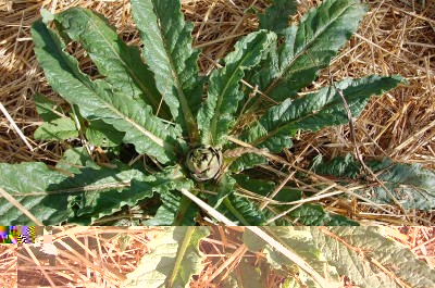 113.JPG (195.65 KiB) Osservato 599 volte 113.JPG