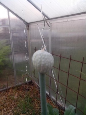 08.06.2016 019.jpg (84.7 KiB) Osservato 487 volte 08.06.2016 019.jpg