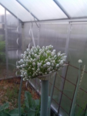 08.06.2016 018.jpg (52.62 KiB) Osservato 487 volte 08.06.2016 018.jpg