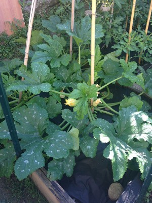 IMG_0766.JPG (180.27 KiB) Osservato 1157 volte IMG_0766.JPG