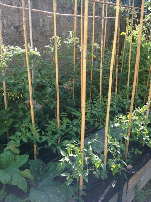 IMG_0767.JPG (221.92 KiB) Osservato 1157 volte IMG_0767.JPG