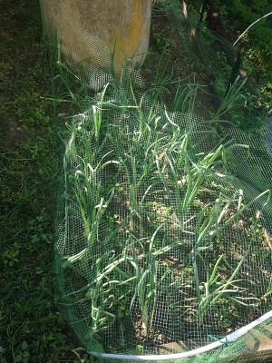 IMG_0768.JPG (259.04 KiB) Osservato 1157 volte IMG_0768.JPG