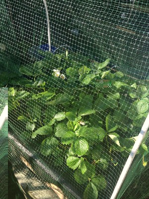 IMG_0769.JPG (291.41 KiB) Osservato 1155 volte IMG_0769.JPG