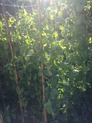 IMG_0770.JPG (180.43 KiB) Osservato 1155 volte IMG_0770.JPG