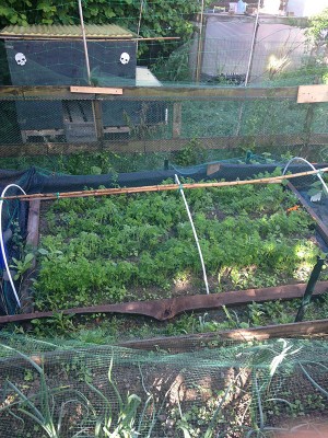 IMG_0772.JPG (240.99 KiB) Osservato 1155 volte IMG_0772.JPG