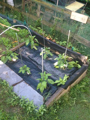 IMG_0773.JPG (233.38 KiB) Osservato 1155 volte IMG_0773.JPG