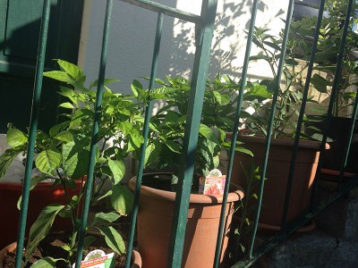 IMG_0775.JPG (176.2 KiB) Osservato 1153 volte IMG_0775.JPG