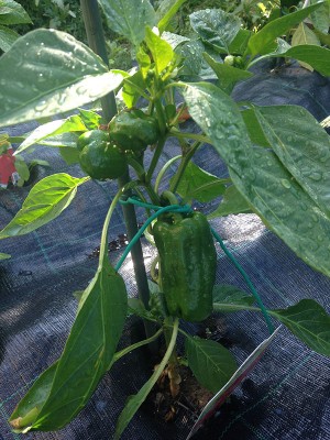 IMG_0776.JPG (193.72 KiB) Osservato 1153 volte IMG_0776.JPG