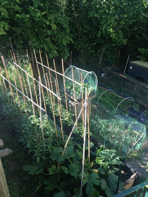 IMG_0778.JPG (211.76 KiB) Osservato 1153 volte IMG_0778.JPG