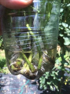 femminelle di pomodoro / 033.JPG 033.JPG