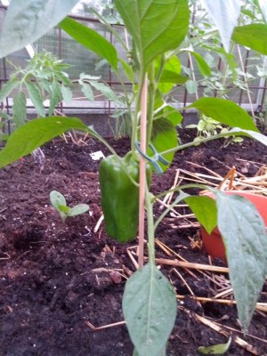 Peperone / 10.06.2016 009.jpg 10.06.2016 009.jpg